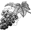 raisin1